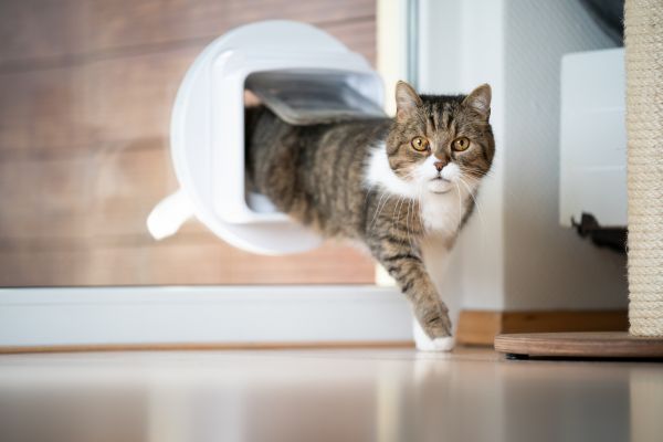 Pet Door Mounting
